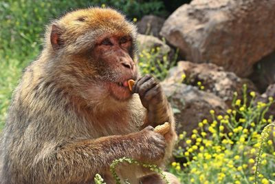Close-up of monkey eating peanut