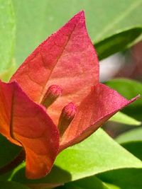 Close-up of flowers