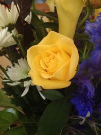 Close-up of yellow rose