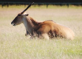 Deer in a field