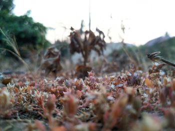 Close-up of dry plants on field