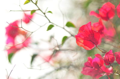 Close-up of pink flowers blooming outdoors