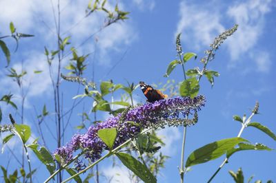 Close-up of bee on flower against sky