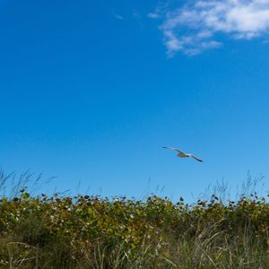 Bird flying against blue sky