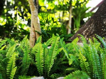 Close-up of fresh green leaves in forest