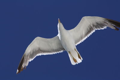 Low angle view of seagull flying