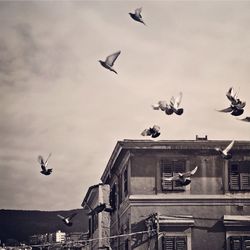 Low angle view of seagulls flying in sky