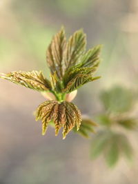 Close-up of pine tree branch