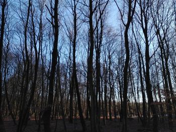 Bare trees in forest