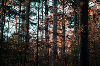 Low angle view of pine trees in forest