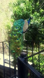 High angle view of peacock on railing against trees