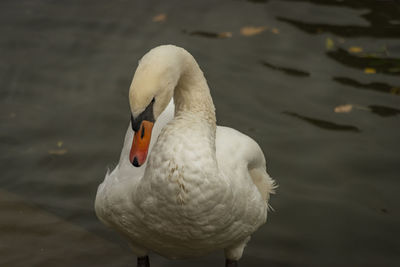 Close-up of swan in lake