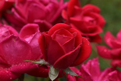 Close-up of red rose