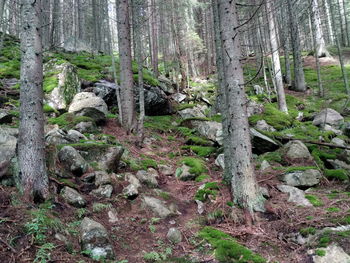 Trees and plants in forest