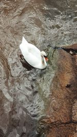 High angle view of swan swimming in lake