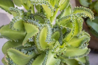 Close-up of crassulacae plant