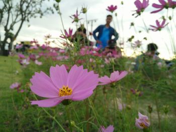 Close-up of pink cosmos flower on field