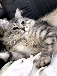 High angle view of cat resting on bed