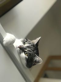 Close-up portrait of a cat