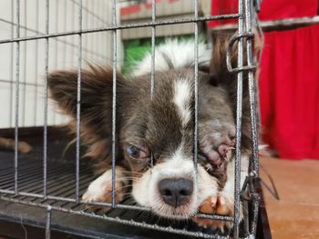 Portrait of dog in cage