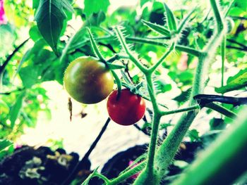 Close-up of cherries growing on tree