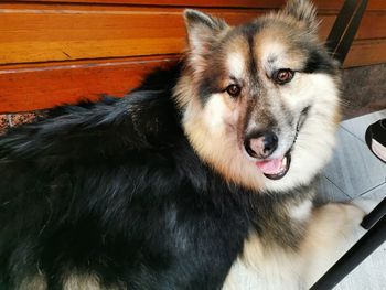 Close-up portrait of a dog