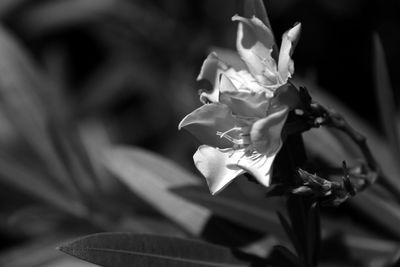 Close-up of flowers blooming outdoors