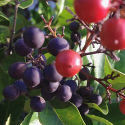 Close-up of fruit growing on tree