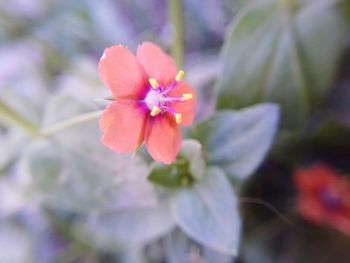 Close-up of flower blooming outdoors