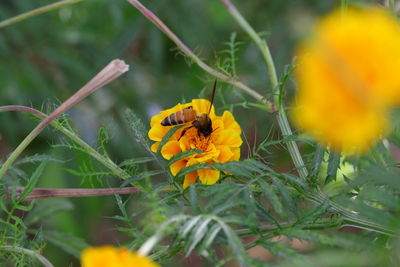 Beautiful bee collection honey on yellow flower