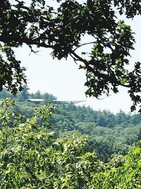 Low angle view of trees in forest against clear sky