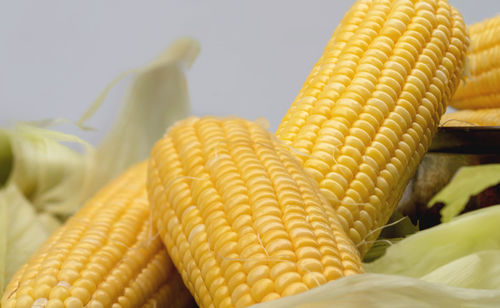 Close-up freshness seeds of sweet corn in a row and water drop on the table. fresh raw maize