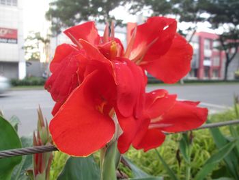 Close-up of red flower blooming outdoors