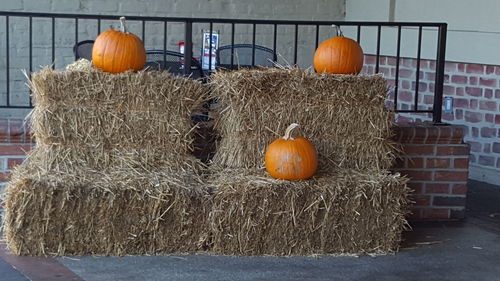 View of pumpkins