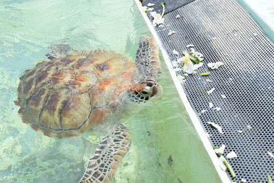 High angle view of turtle in swimming pool