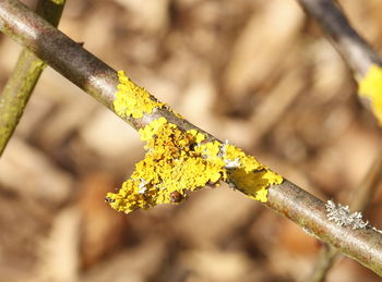 Low angle view of yellow leaf on branch