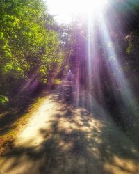 Sun shining through trees