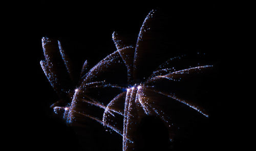 Close-up of firework display over black background