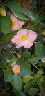 Close-up of pink flowering plant