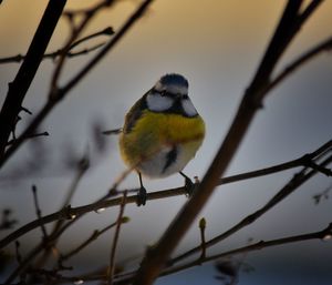 Bird perching on branch