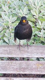 Close-up of bird perching on wood