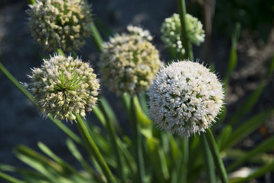 Close-up of allium flowers at park