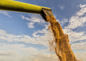 Wheat falling from combine harvester under cloudy sky