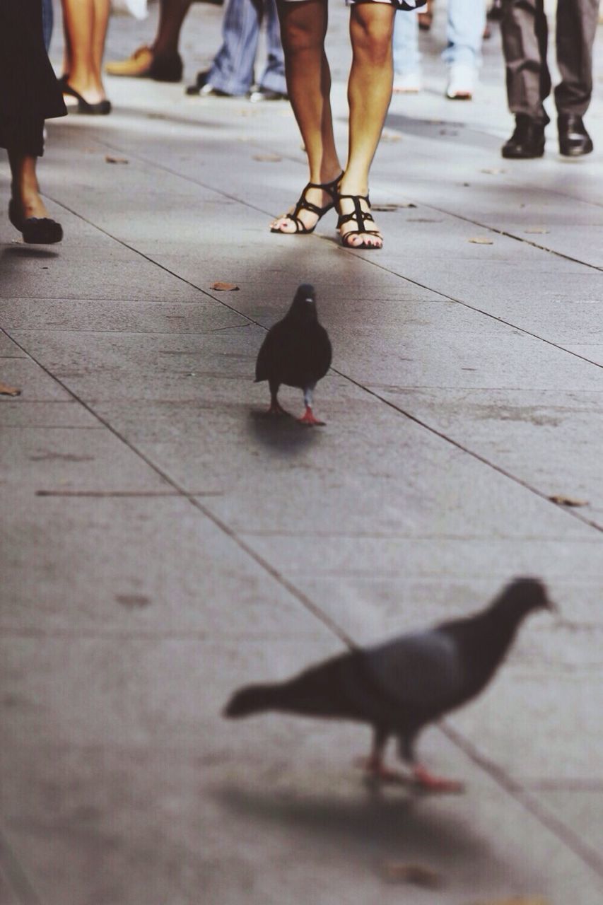 low section, animal themes, person, walking, men, lifestyles, street, one animal, pets, leisure activity, dog, togetherness, city life, pigeon, pavement