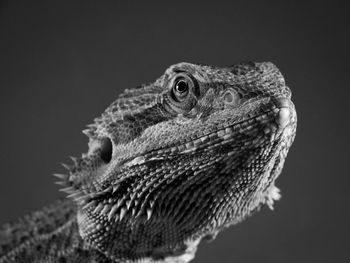 Close-up of a bearded dragon 