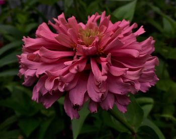 Close-up of pink flowers