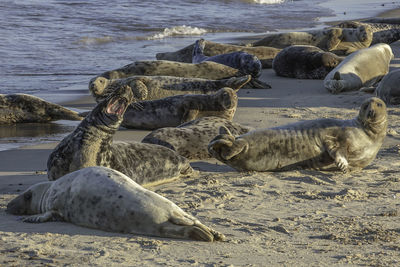 The seals at horsey. they come to the beach every year between november and february to breed.