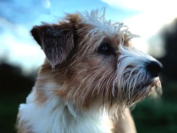 Close-up portrait of dog