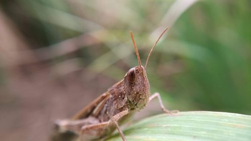 Close-up of butterfly on leaf