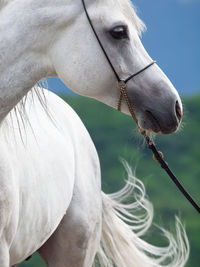 Close-up of white horse